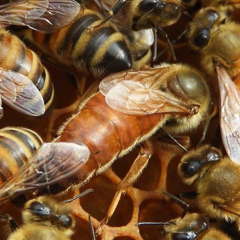 Ape all'uscita dell'arnia — Vie del Lago Apicoltura