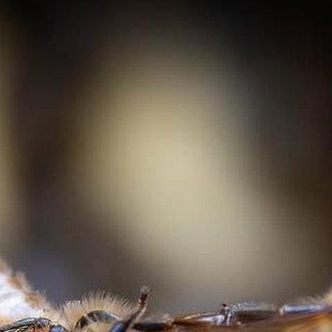 Macro ape Apis mellifera ligustica — apicoltura Irpinia