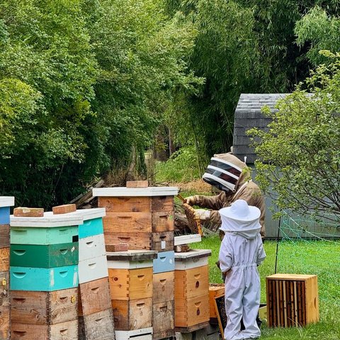 Api sulle mani dell'apicoltore — Vie del Lago Apicoltura